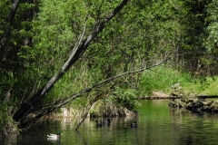 Riserva naturale del Marais
