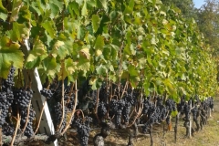 tra le vigne